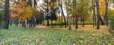 Octobe 'deki sonbahar parkının panoramik görüntüsü