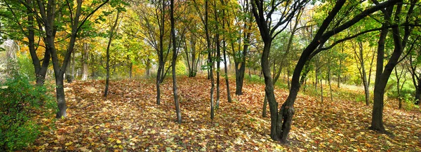 panoramic image of the autumn park in October