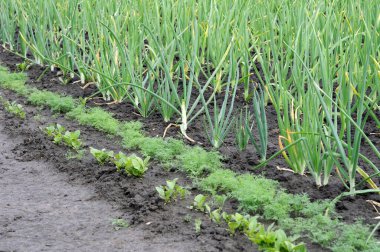 Baharda sebze bahçesinde organik olarak yetiştirilmiş çeşitli sebzeler.