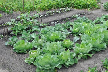 Yaz mevsiminde sebze bahçesinde organik olarak yetiştirilmiş çeşitli sebzeler.