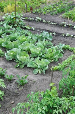 Yaz mevsiminde sebze bahçesinde organik olarak yetiştirilmiş çeşitli sebzeler.