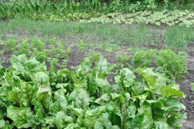Yaz mevsiminde sebze bahçesinde organik olarak yetiştirilmiş çeşitli sebzeler.