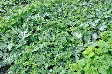 Yaz mevsiminde sebze bahçesinde organik olarak yetiştirilmiş çeşitli sebzeler.