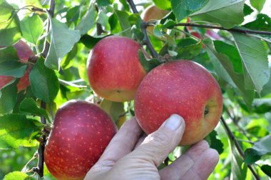 Elma dalındaki kırmızı organik elmaları topluyorum.