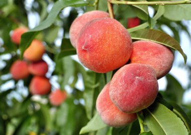  Güneşli yaz gününde meyve bahçesindeki olgun organik şeftali dalının yakın plan çekimi.