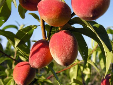            Güneşli yaz gününde meyve bahçesindeki olgun organik şeftali dalının yakın plan çekimi.
