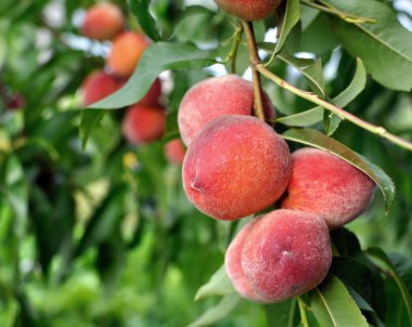  Güneşli yaz gününde meyve bahçesindeki olgun organik şeftali dalının yakın plan çekimi.