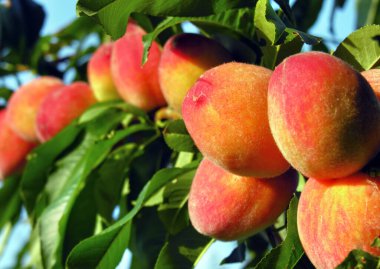            Güneşli yaz gününde meyve bahçesindeki olgun organik şeftali dalının yakın plan çekimi.