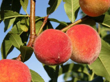            Güneşli yaz gününde meyve bahçesindeki olgun organik şeftali dalının yakın plan çekimi.