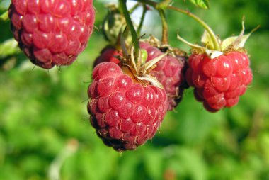            Yazın bahçede olgunlaşan organik ahududu dalının yakın çekimi.