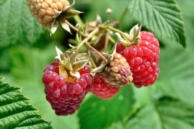  Yazın bahçede olgunlaşan organik ahududu dalının yakın çekimi.