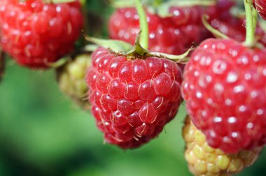 Yazın bahçede olgunlaşan organik ahududu dalının yakın çekimi.