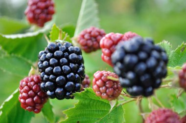 Yazın bahçedeki olgunlaşan organik böğürtlen dalına yakın plan.