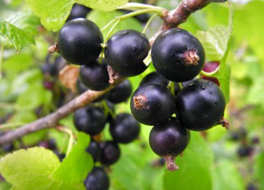          Yazın bahçede olgunlaşan organik siyah frenk üzümü dalına yakın plan. 