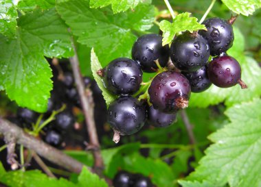           Yazın sulamadan sonra bahçede olgunlaşan organik siyah frenk üzümü dalının yakın çekimi.