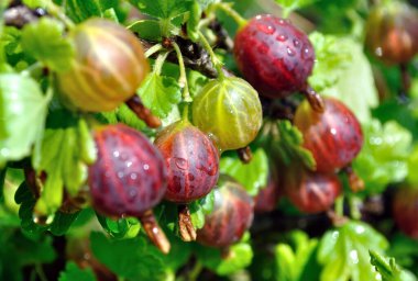 Yazın sulamadan sonra bahçede olgunlaşan organik bektaşi üzümü dalının yakın çekimi.