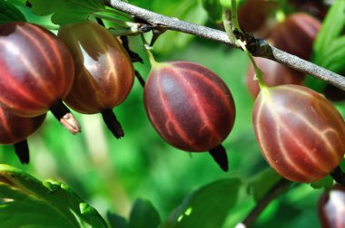 Yaz günü bahçede olgunlaşan organik bektaşi üzümü dalına yakın plan. 