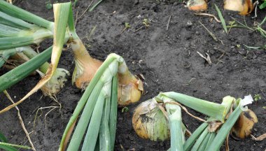  Sebze bahçesindeki olgun organik soğan tarlasına yakın çekim, hasat için hazır.