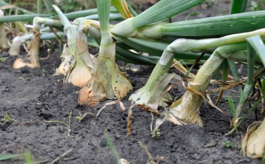  Sebze bahçesindeki olgun organik soğan tarlasına yakın çekim, hasat için hazır.