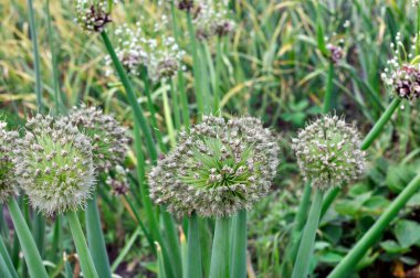 Yaz mevsiminde sebze bahçesinde tohumlar için yeşil soğan yetiştirme çiftliği