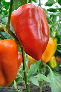 Organik biber çiftliğindeki sebze bahçesinde olgunlaşan biberlerin yakın çekimi, dikey bileşim.