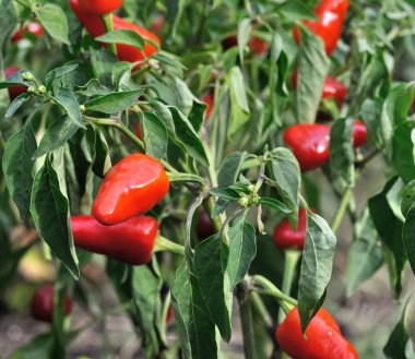 Sebze bahçesinde yetişen ve olgunlaşan organik biber tarlasına yakın plan.