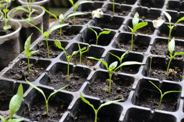 Serada sebze bahçesine ekilmeye hazır taze biber fidanlarının yakın çekimi.