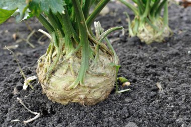 closeup of growing root celery plants  (root vegetables) in the vegetable garden