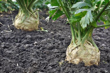 closeup of growing root celery plants  (root vegetables) in the vegetable garden