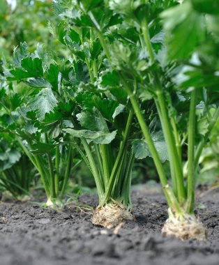 Sebze bahçesindeki kök kereviz bitkilerinin (kök sebzeleri) dikey bileşimine yakın çekim