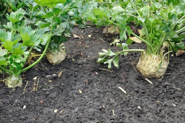 closeup of growing root celery plants  (root vegetables) in the vegetable garden