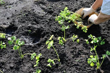 sebze bahçesinde bir kereviz fide dikim bahçıvanın eller 