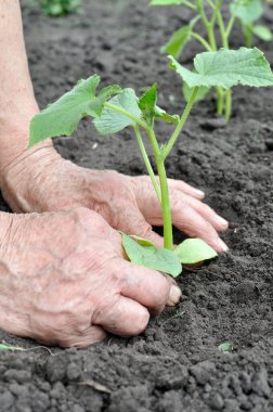 sebze bahçesinde bir salatalık fide dikim bahçıvanın eller