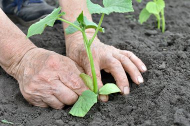 sebze bahçesinde bir salatalık fide dikim bahçıvanın eller