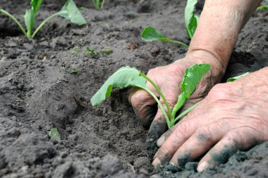           Sebze bahçesine lahana tohumu eken yaşlı kadının elleri.