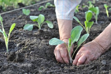 sebze bahçesinde lahana fide dikim bahçıvanın eller