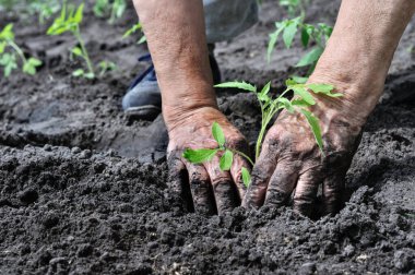 sebze bahçesinde domates fide dikim kadın kıdemli elinde