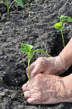 sebze bahçesinde bir biber fide dikim bahçıvanın eller