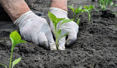 sebze bahçesinde bir biber fide dikim kadın kıdemli elinde