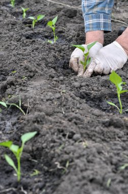 sebze bahçesinde bir biber fide dikim bahçıvanın eller