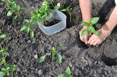 sebze bahçesinde bir biber fide dikim kadın kıdemli elinde