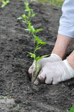  sebze bahçesinde bir biber fide dikim bahçıvanın eller