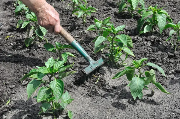 Bahçıvan biber tarlasını tırmıklıyor - Sebze bahçesinde mevsimlik işler