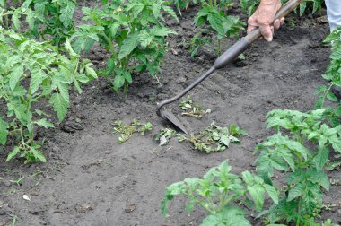 Bahçıvan domates tarlasında çapayla yabani otları topluyor. Sebze bahçesinde mevsimlik işler.
