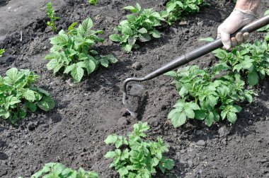 Bahçıvan patates çiftliğinde çapayla çalışıyor. Sebze bahçesinde mevsimlik işler.