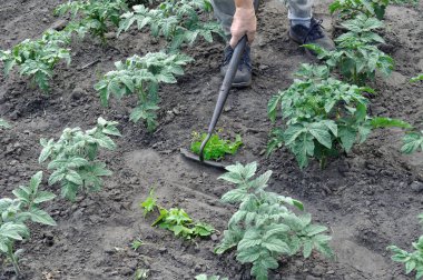 Bahçıvan domates tarlasında çapayla yabani otları topluyor. Sebze bahçesinde mevsimlik işler.