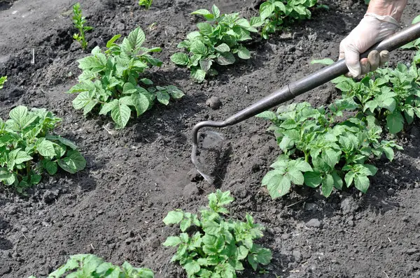 Bahçıvan patates çiftliğinde çapayla çalışıyor. Sebze bahçesinde mevsimlik işler.