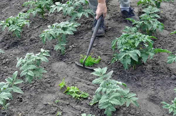 Bahçıvan domates tarlasında çapayla yabani otları topluyor. Sebze bahçesinde mevsimlik işler.