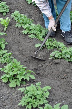 Bahçıvan patates çiftliğinde çapayla çalışıyor. Sebze bahçesinde mevsimlik işler, dikey kompozisyon.