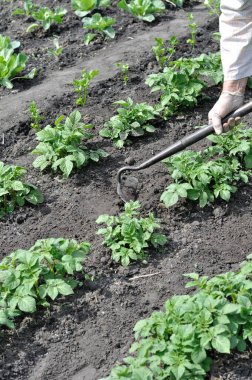 Bahçıvan patates çiftliğinde çapayla çalışıyor. Sebze bahçesinde mevsimlik işler, dikey kompozisyon.